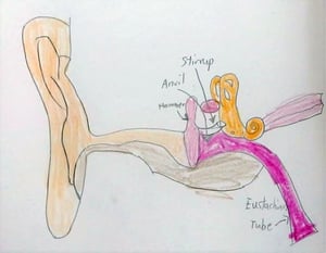 Grade-one-student-drawing-of-ear-diagram