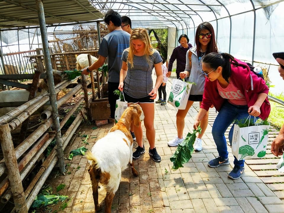 shanghai-students-at-organic-biofarm-feeding-goats