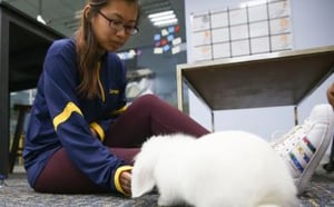 Katrina, Class of 18--Royal School of Veterinary Studies at University of Edinburgh